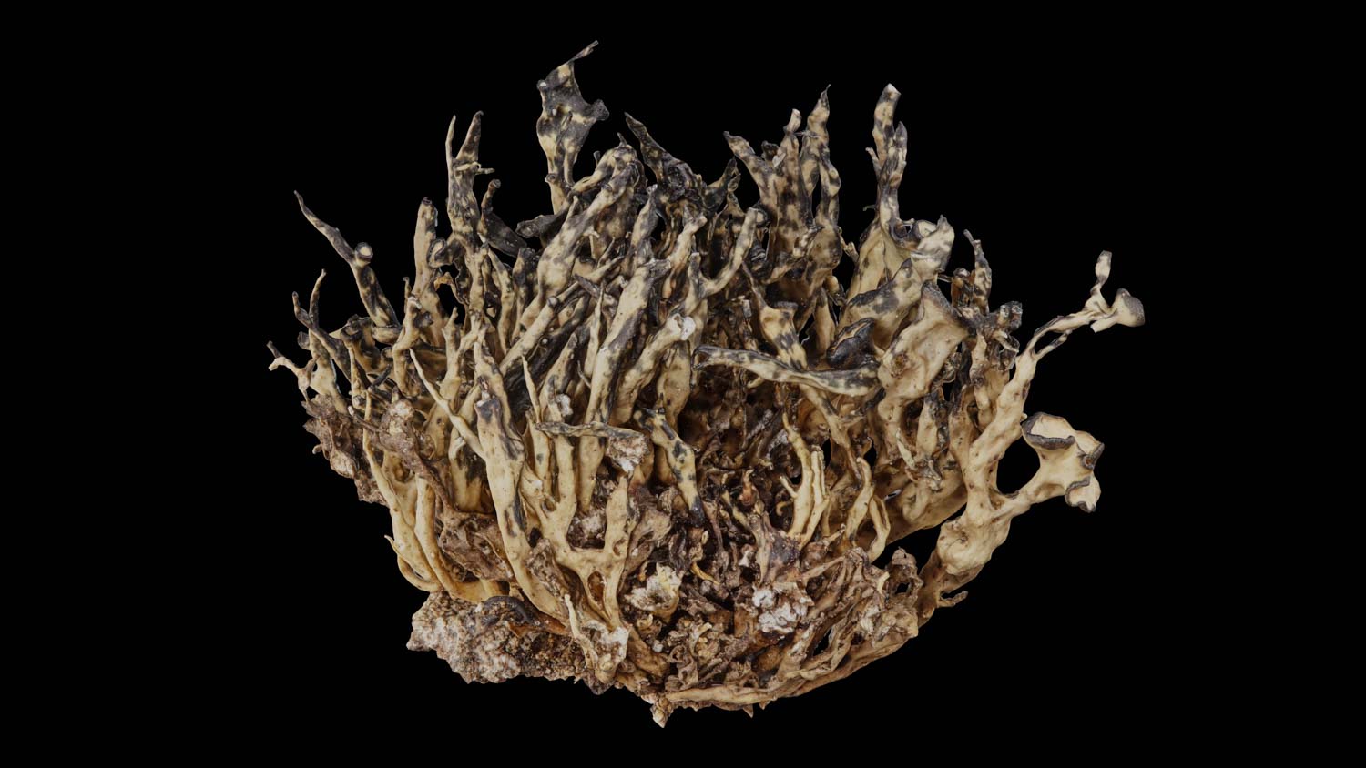 Ramalina carpathica